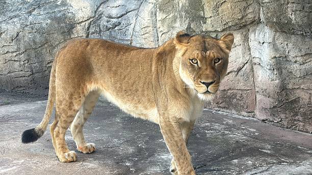 istock Lioness at the Zoo 2221431646