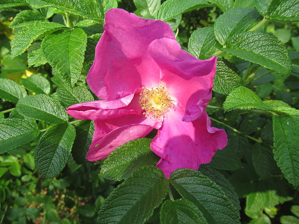 istock Pale pink rosehip flower on a bush 2221432033
