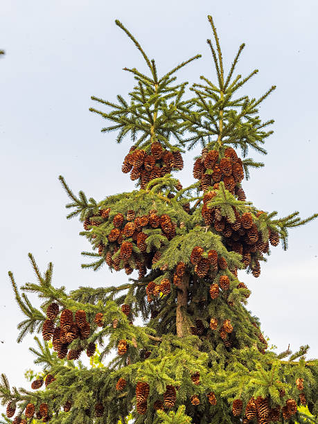 istock Fresh fir branches with green needles and brown cones. 2221432360