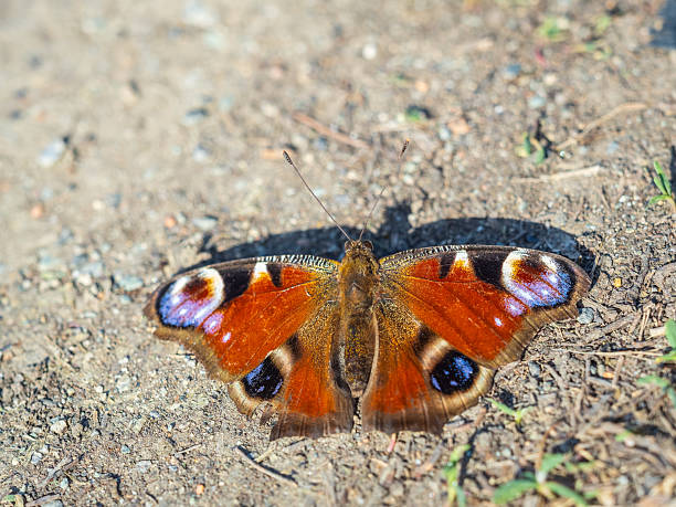 European Common Peacock butterfly (Aglais io, Inachis io) feeding on Summer Lilac flower.