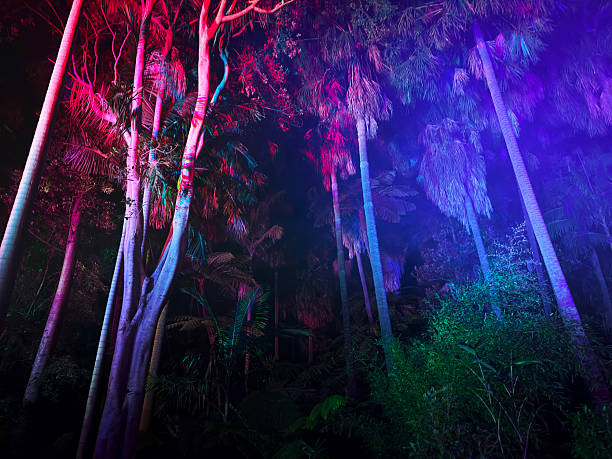 Creative landscape of rainforest environment with red and blue colour lighting