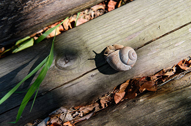 A live snail in a shell crawls along a wooden trunk in the forest