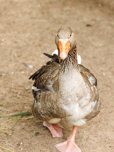 istock Canada goose autumn at the zoo. 2221439071