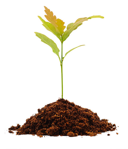 istock Tree oak planted in the soil. 2221442318