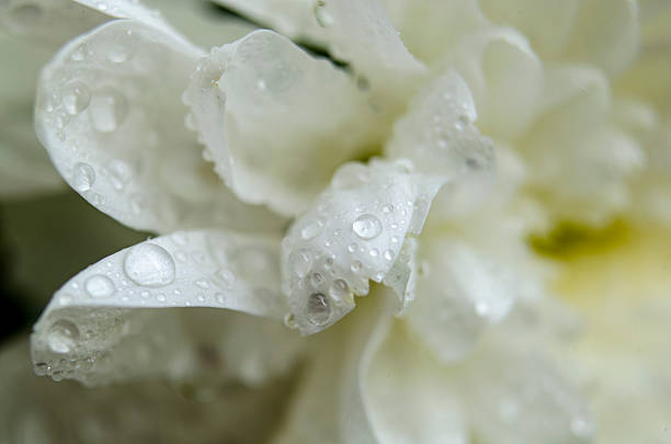 Macro Shot of White Dew Covered Petals in Soft Focus.