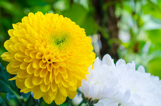 Vibrant yellow chrysanthemum in full bloom with green background.