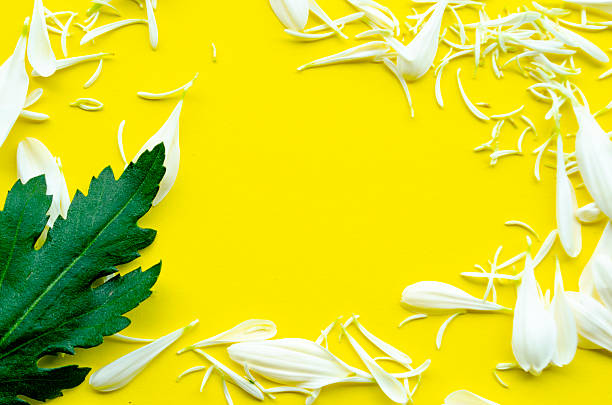 Leaf and petal corners on yellow background with text space