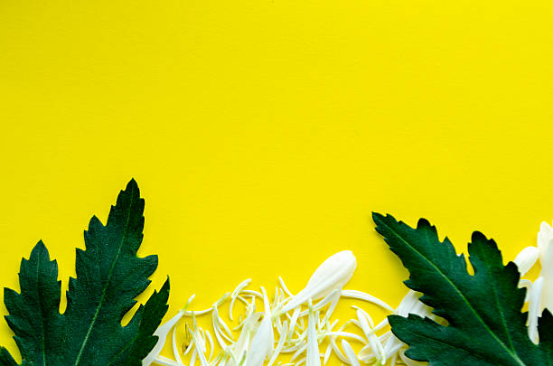 istock Green leaf and yellow background design for creative layouts 2221449406