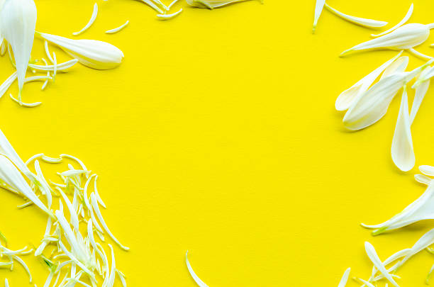 istock Yellow floral cover with decorative petals and clean copy space 2221449421