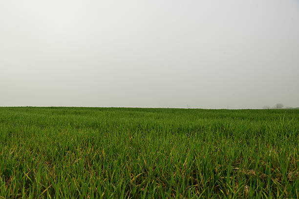 green grass in a field with a misty sky