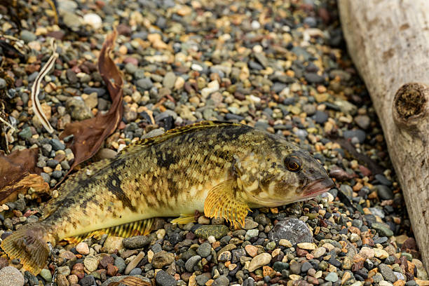 istock Grouper on the pebble beach with fallen leaves 2221449590