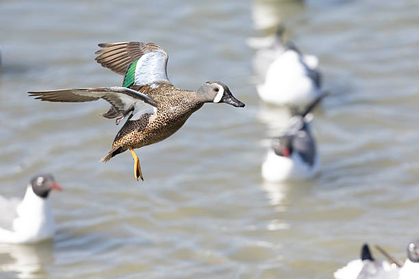 istock A male blue-winged teal (Spatula discors) in flight. 2221449902
