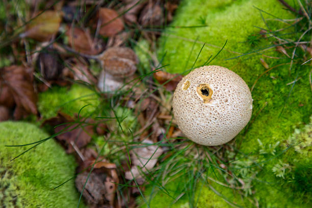 Common earthball fungus, Scleroderma citrinum, overhead view, in the New Forest, Hampshire, UK. Poisonous and often confused with a puffball. The surface is starting to rupture to release spores.