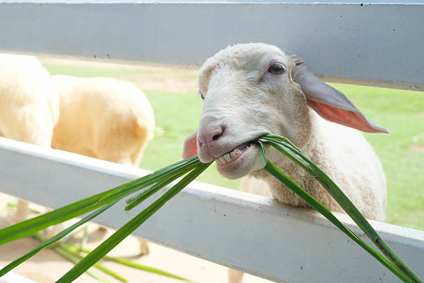 A playful sheep enjoying fresh grass while leaning against a fence on a sunny day, capturing the essence of farm life.