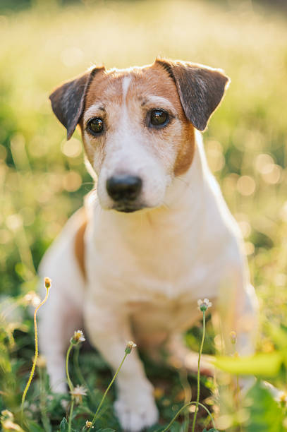 istock Jack russell terrier sitting resting in greenery 2221453793