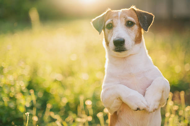 dog walking through wild plants, natural outdoor behavior, exploring environment, alert and active terrier breed, adventure in nature, portrait of pet in rural landscape