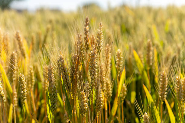 istock Golden Wheat Field in Sunlight 2221454747