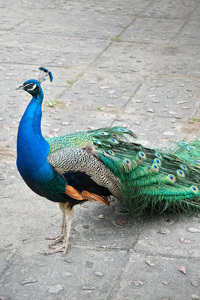 istock A vibrant peacock stands on a cobblestone path, displaying its iridescent blue and green plumage and elegant tail feathers in natural daylight. 2221454768