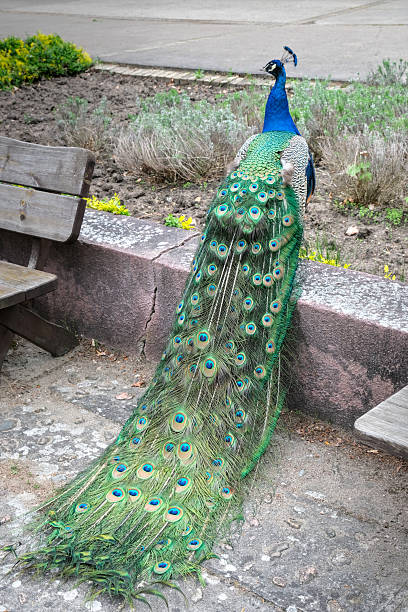 istock A vibrant peacock stands on a cobblestone path, displaying its iridescent blue and green plumage and elegant tail feathers in natural daylight. 2221454770