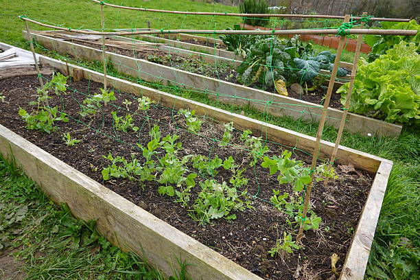 istock Young pea plants growing in raised garden bed with trellis netting 2221454869