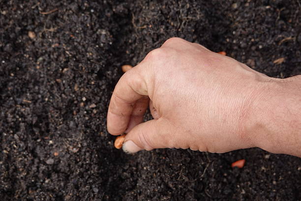 Close-up of a farmer's hand carefully planting peanut seeds into rich, dark soil, promising a healthy and abundant crop