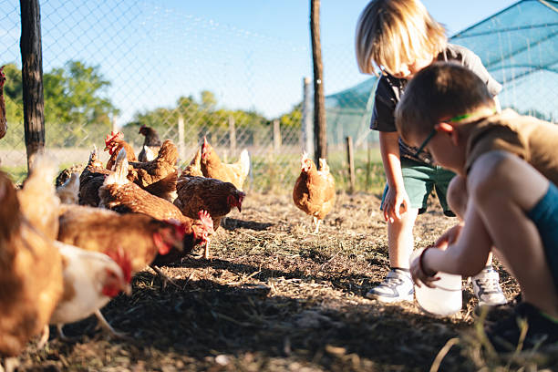 istock Curious Boy Observing Chickens on a Sunny Day 2221455663