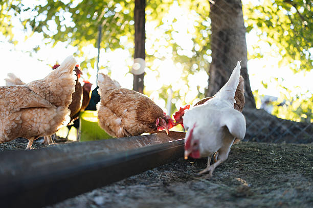 A group of free range hens foraging in grass.