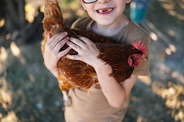 istock Child Smiling While Holding Brown Hen stock 2221455722