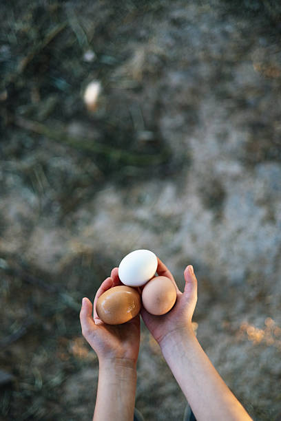 istock Hands of Child Holding Two Brown Eggs stock 2221455794