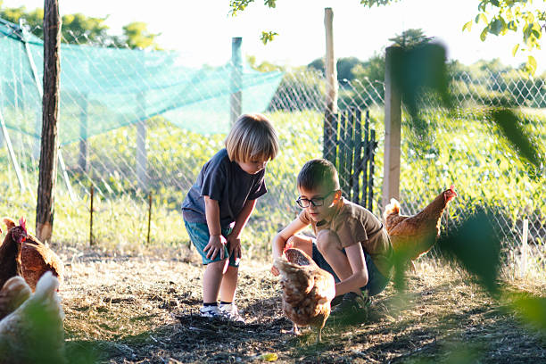 istock hildren exploring with chickens on sunny farm stock 2221455870