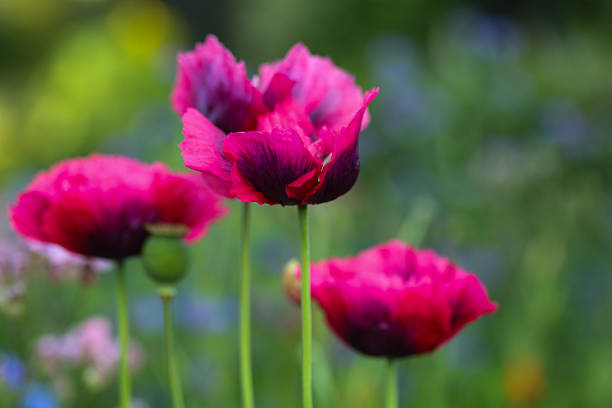 vibrant pink poppies in bloom, nature background