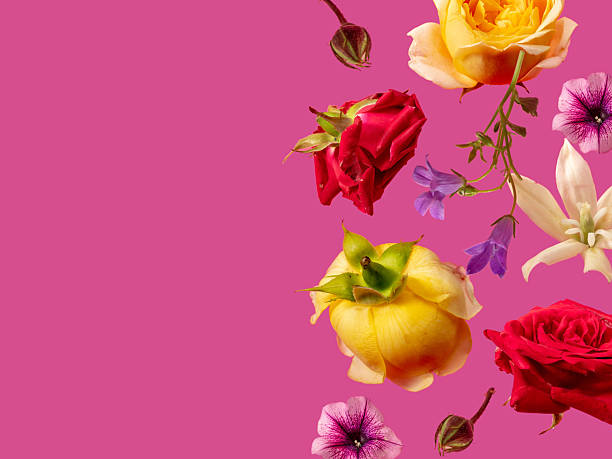istock Creative arrangement with various summer flowers against pink background. Minimal nature concept. 2221456082