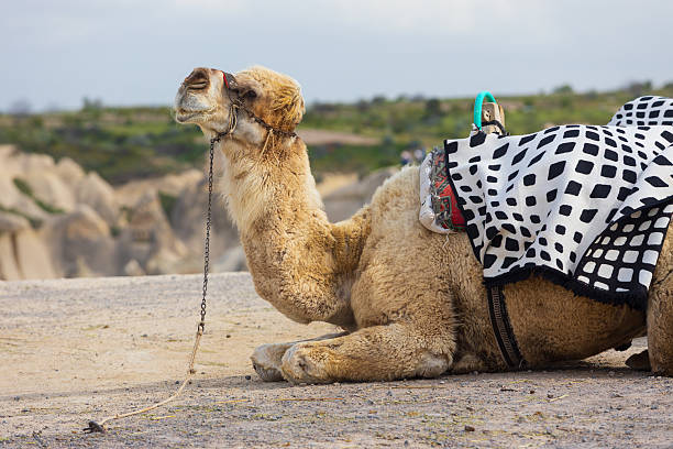 istock Portrait of a resting camel, Turkey 2221457734
