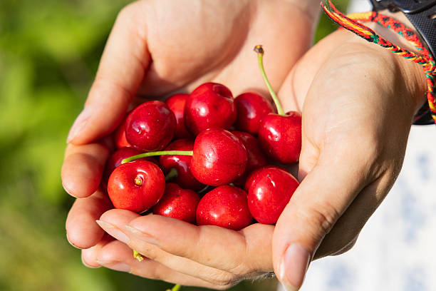 istock Freshly Picked Cherries Held in Hands Outdoors 2221458873