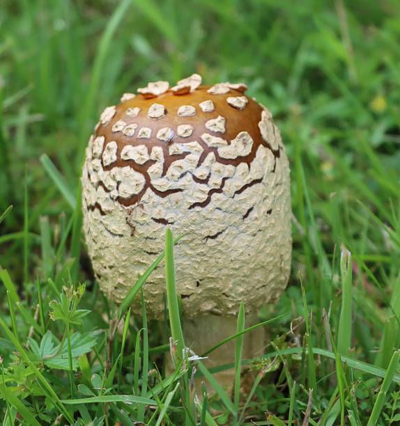 istock Beautiful fungi in Sweden 2221459087