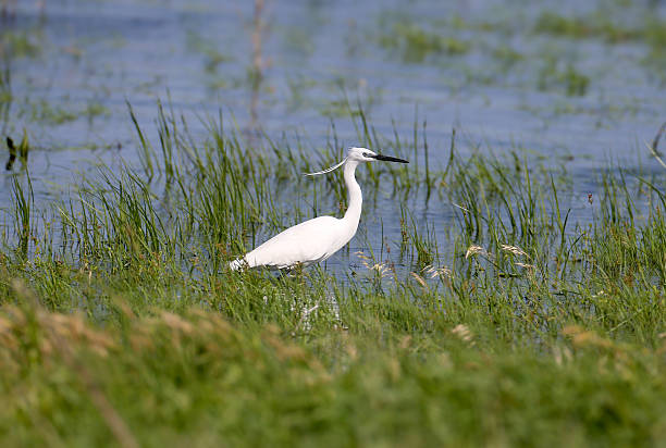 istock adult little egret 2221460056