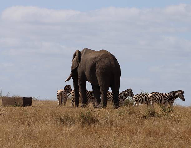 istock Male elephant with zebras in Kruger national park 2221460340