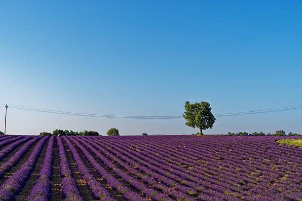 Morning light over lavender field in south France.