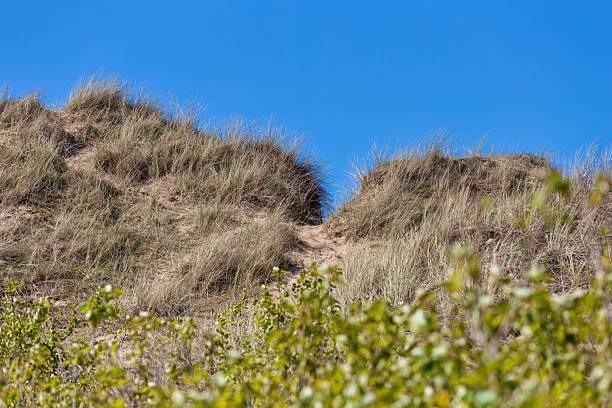 Grassy dunes meet a clear blue sky in Formby - Merseyside - Great Britain