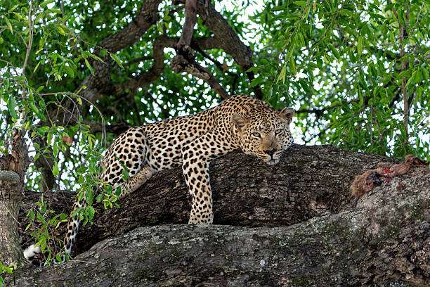 istock Leopard in a tree in Sabi Sands Game Reserve 2221462547