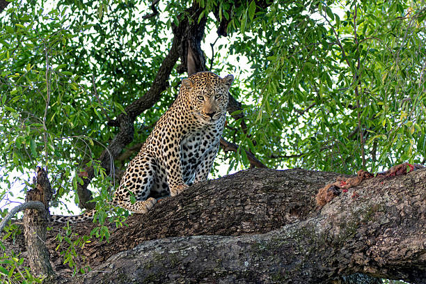 Leopard in a tree in Sabi Sands Game Reserve