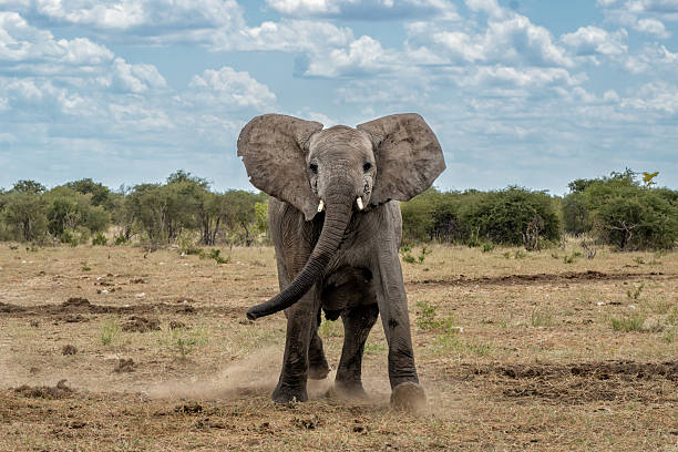 istock Elephant bull in Etosha 2221462635