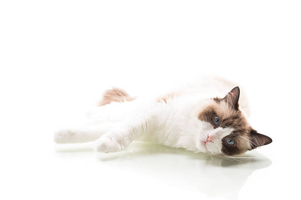 istock cat breed Ragdoll with long hair isolated on white background 2221464511