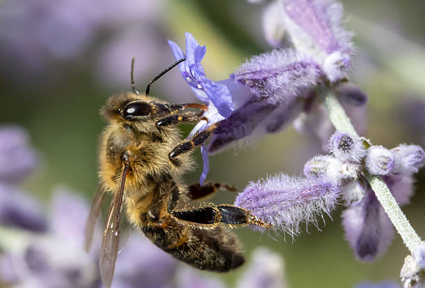 istock Bee pollinates a lavender flower, macro view. A honey bee working at garden with Lavandula angustifolia, close up. 2221464954