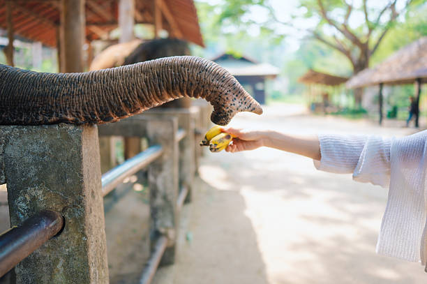 Travele feeding food to elephant respectful interaction between human and elephant sustainable tourism practices, and wildlife conservation in Asia.