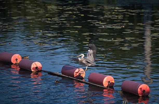 Grey heron sit on float at a lake in a middle in a park of Beijing.