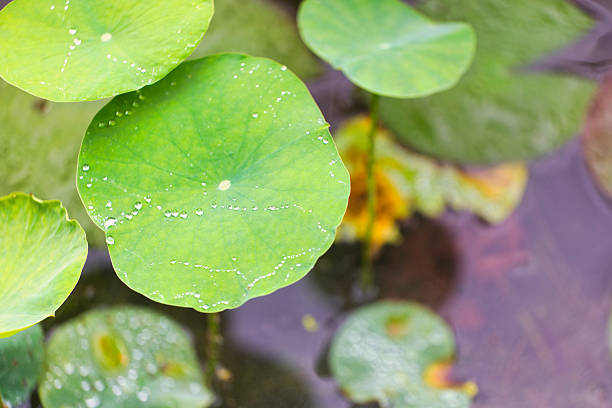 istock Dewdrops on Lotus Leaves 2221468714