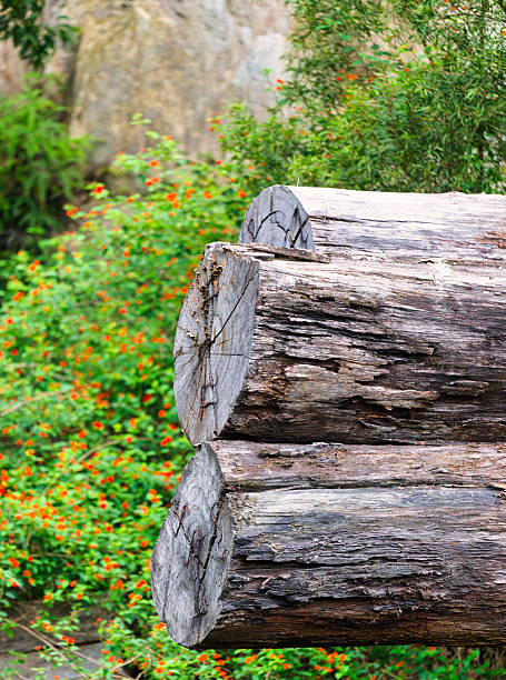 Wood and Flowers in Nature