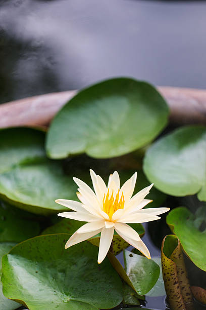 istock White Water Lily in the Pond 2221470415