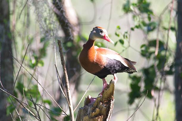 istock Black-bellied Whistling Duck 2221470573